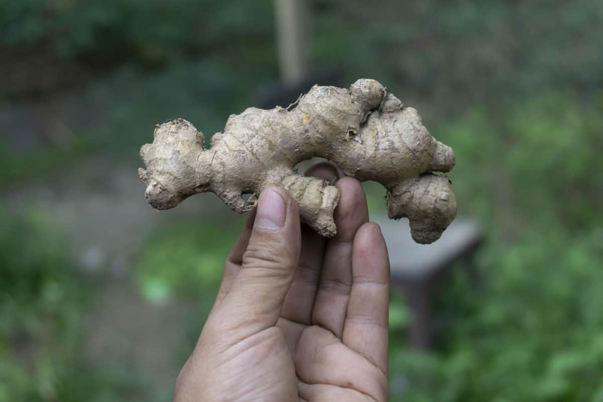 Ginger ready to eat 1