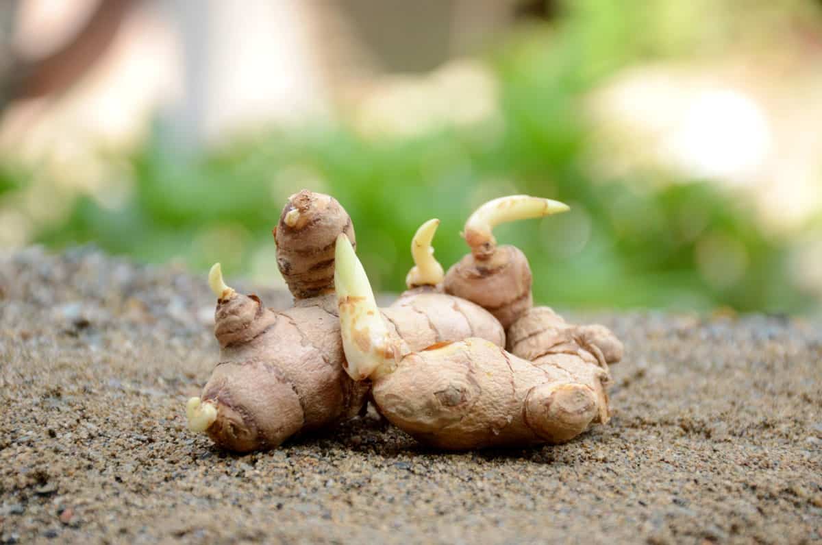 Ginger rhizomes