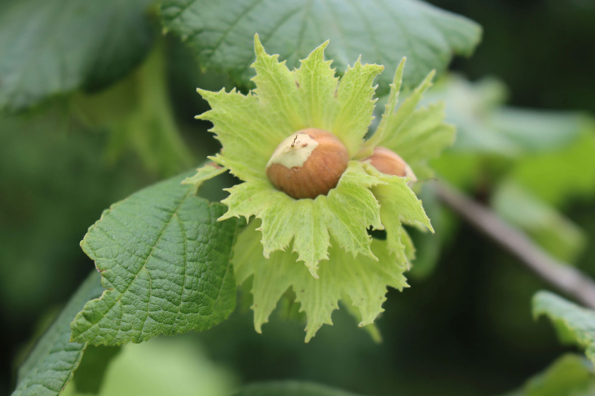 American Hazelnut fruit