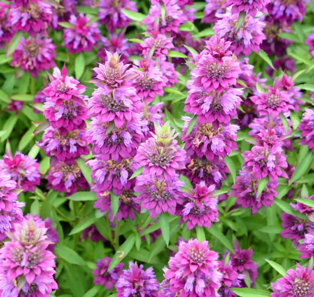Bee Balm 3 1