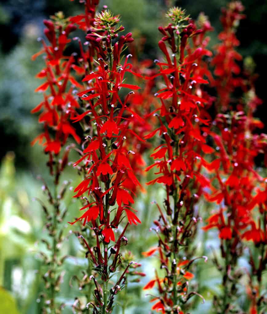 Cardinal Flower 2