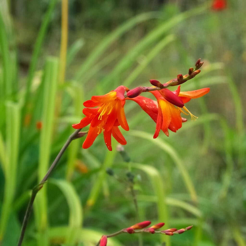 Crocosmia