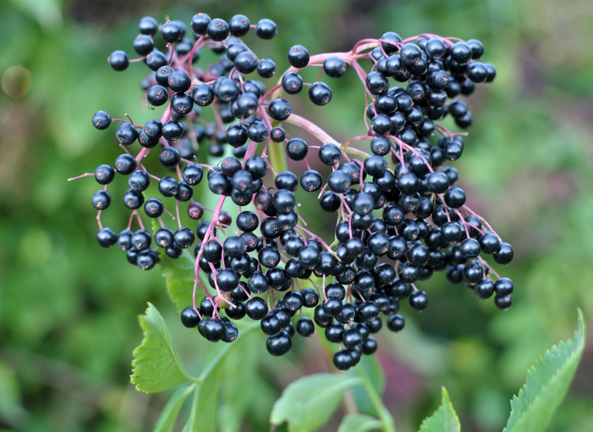 Elderberry