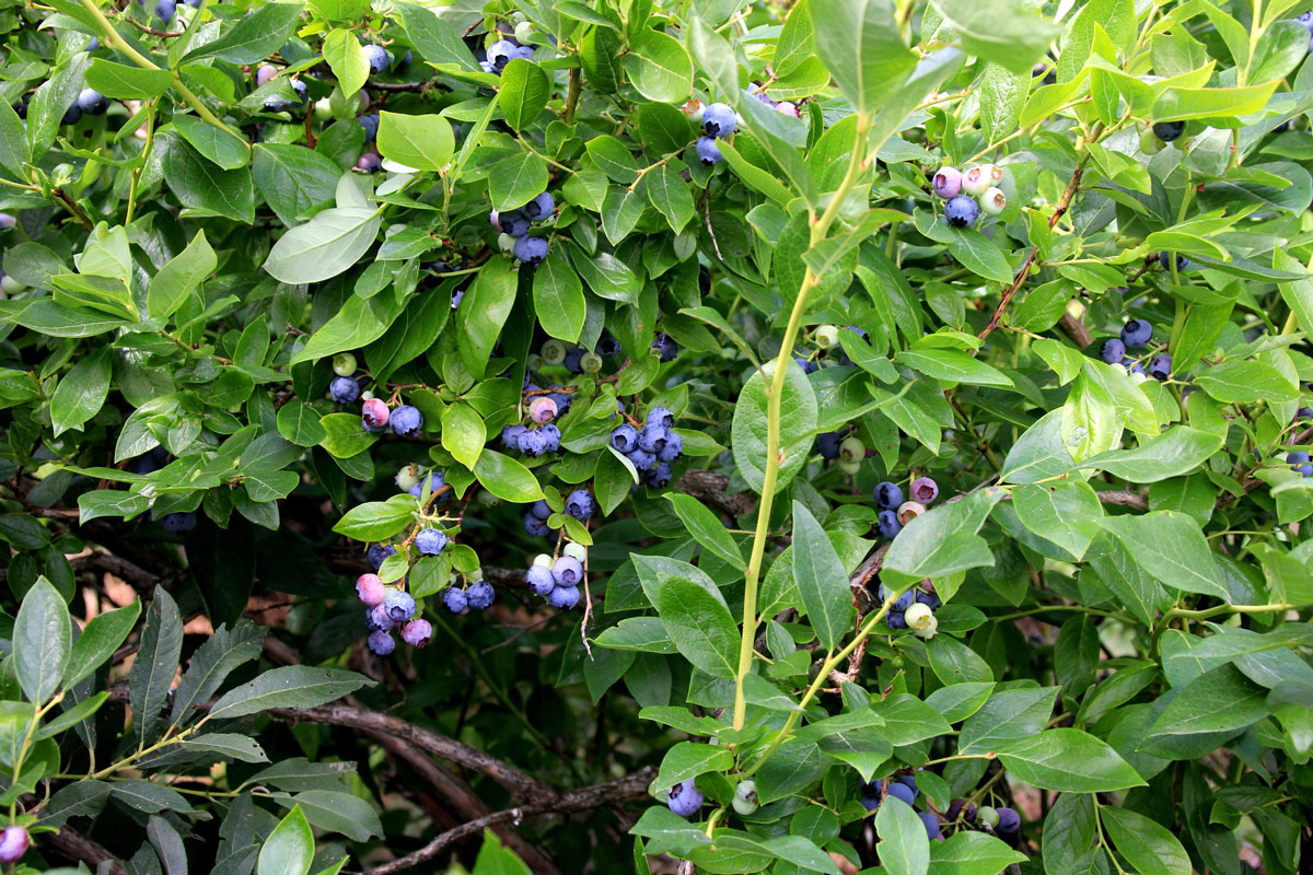 Highbush Blueberry