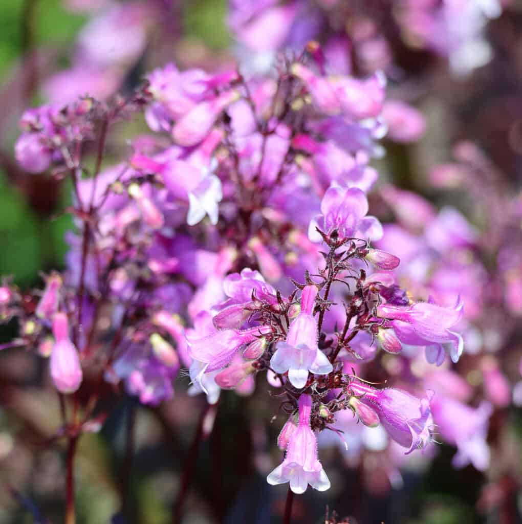 Penstemon