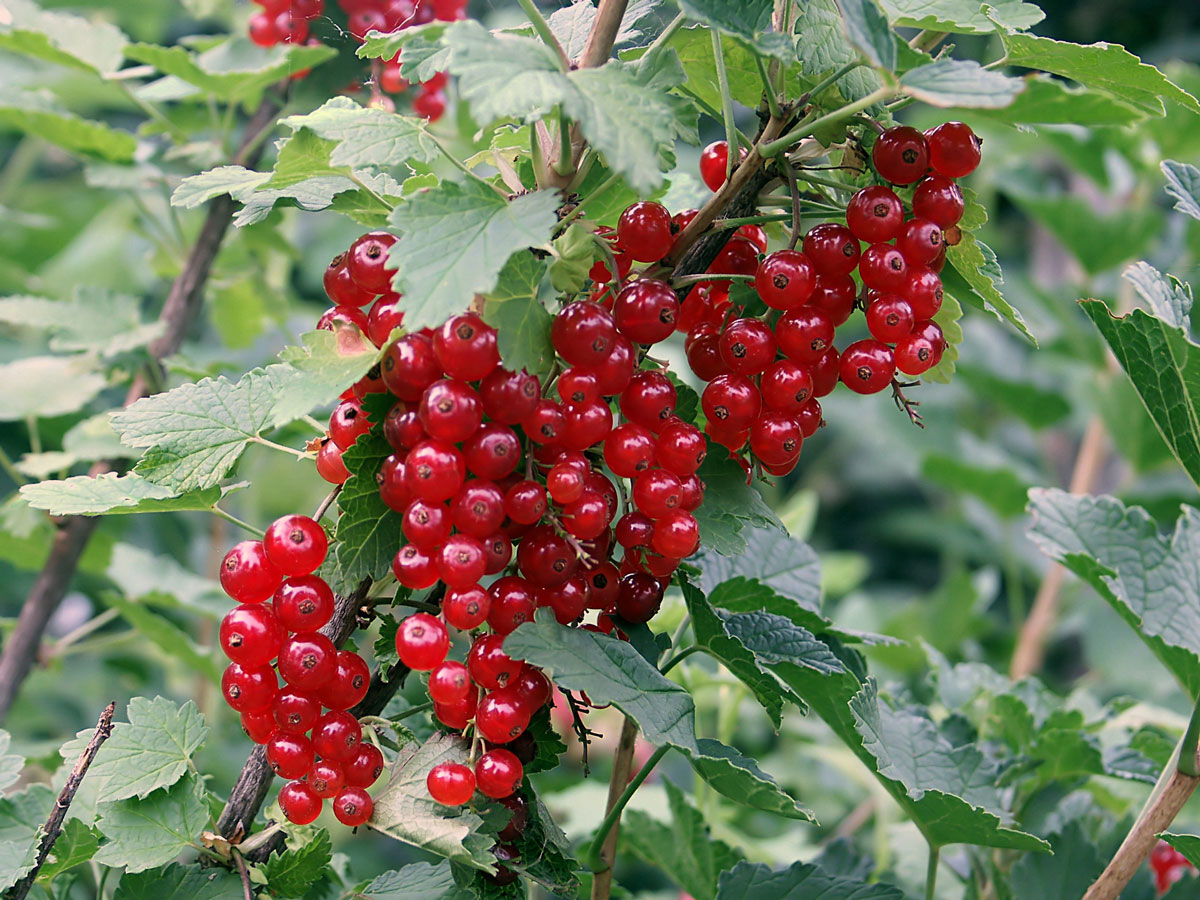 Red currants