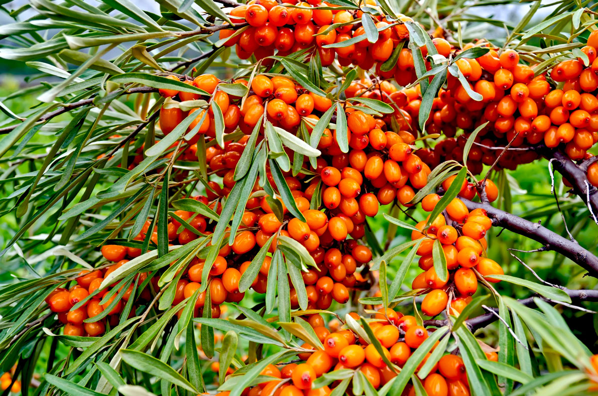 Sea Buckthorn shrubs