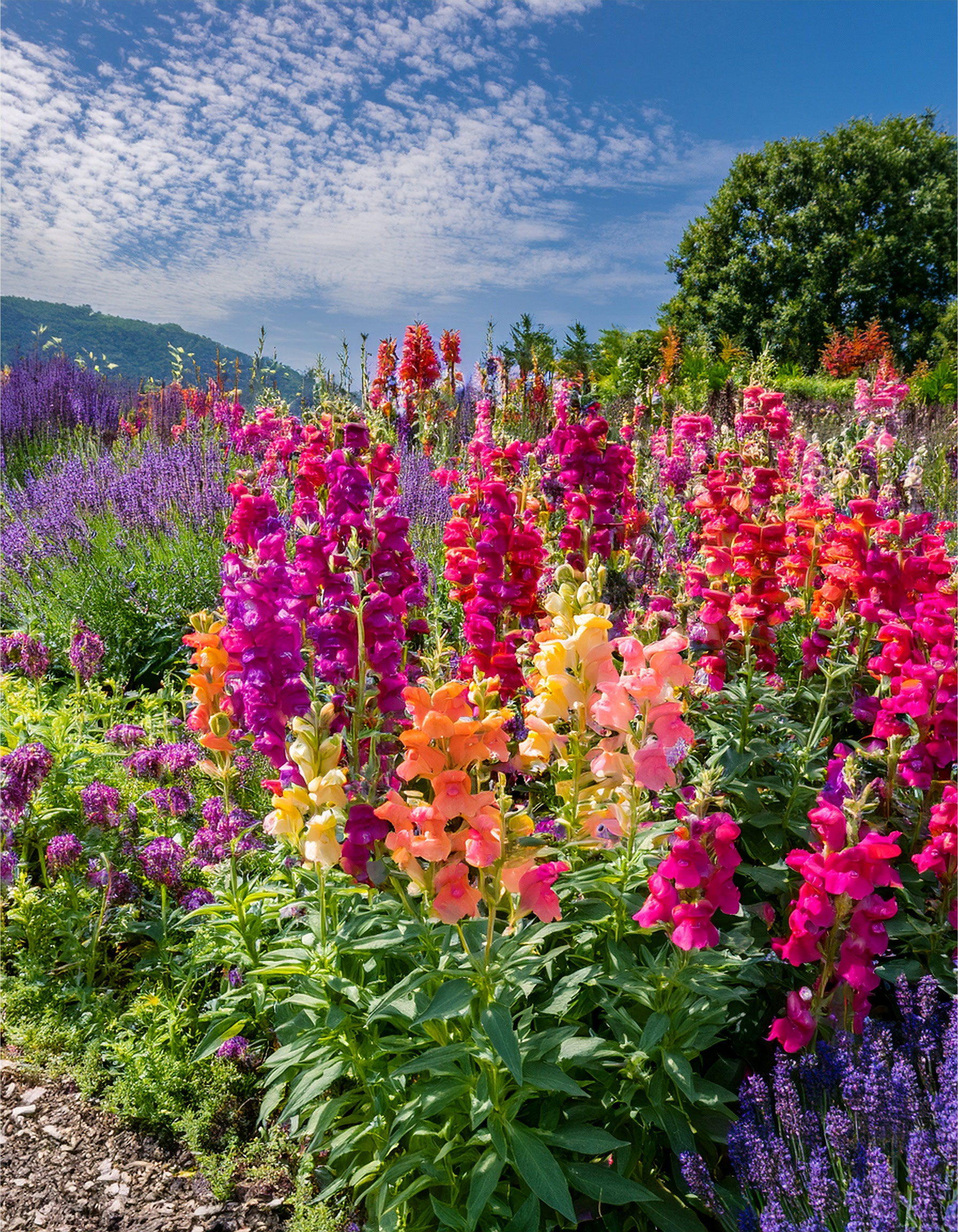 Snapdragons and salvia growing in a lush garden mountain view range