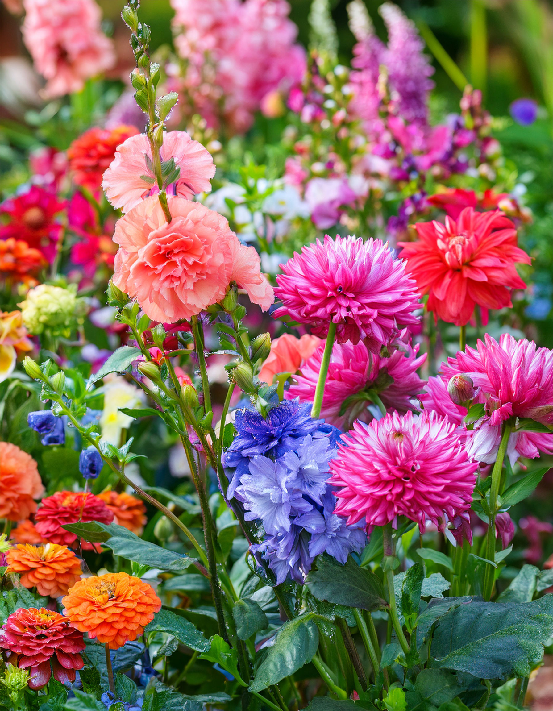 Snapdragons lisianthus dahlia flowers