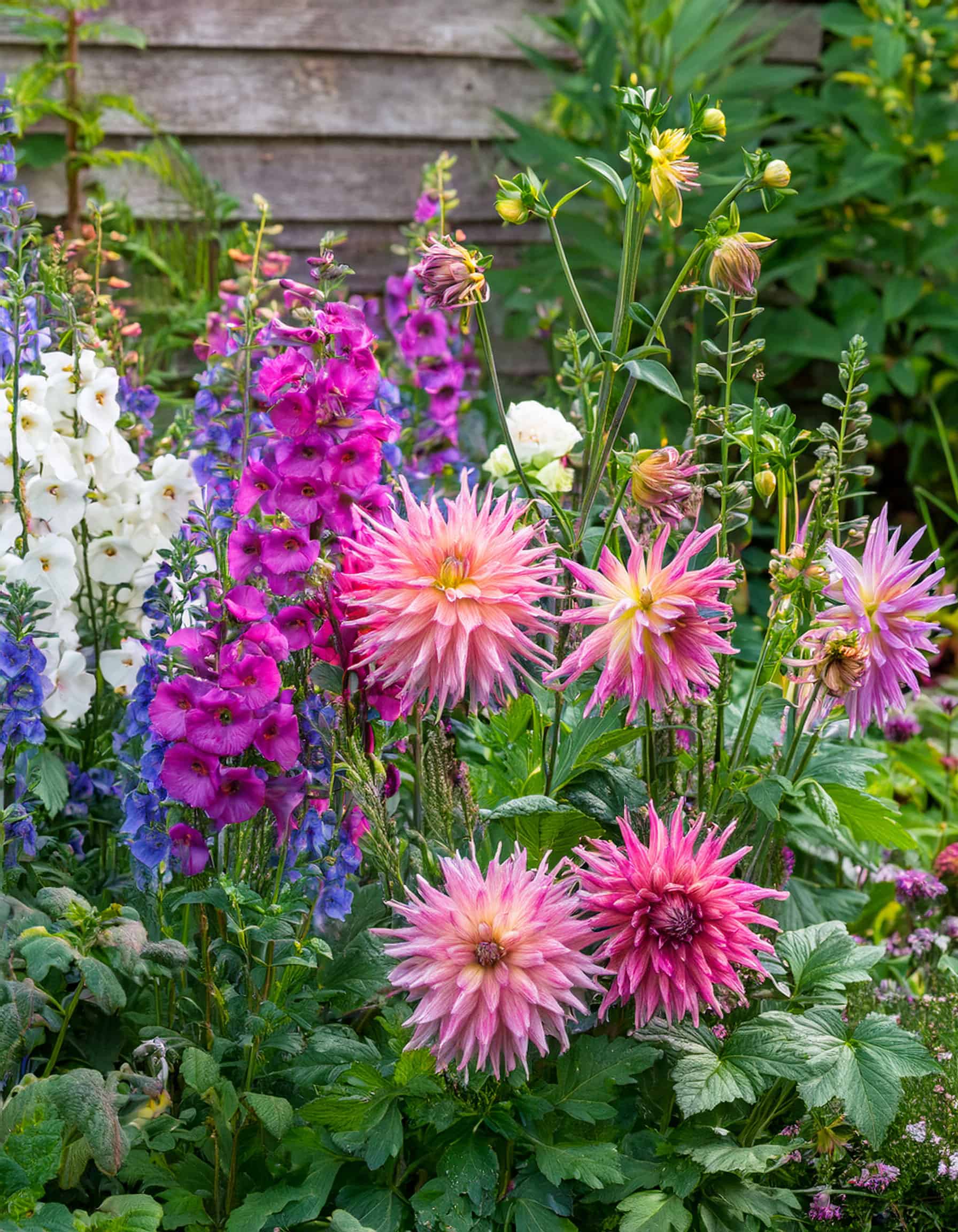 Snapdragons lisianthus dahlias yarrow