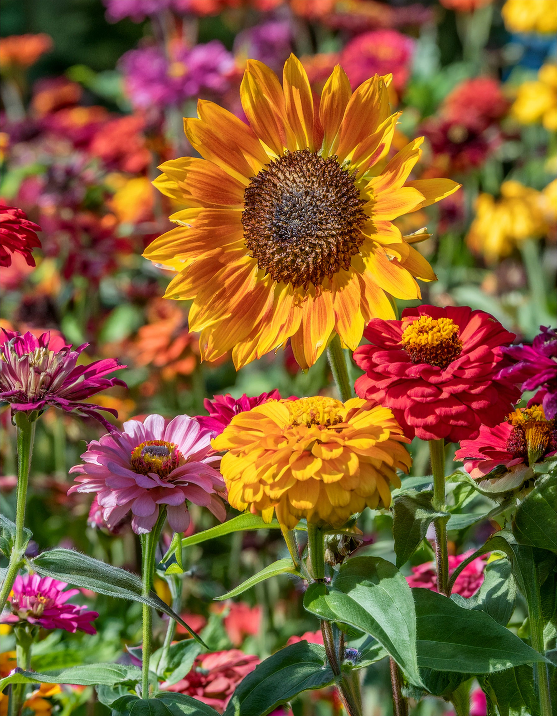 Sunflowers and zinnias growing in a home garden on a bright day