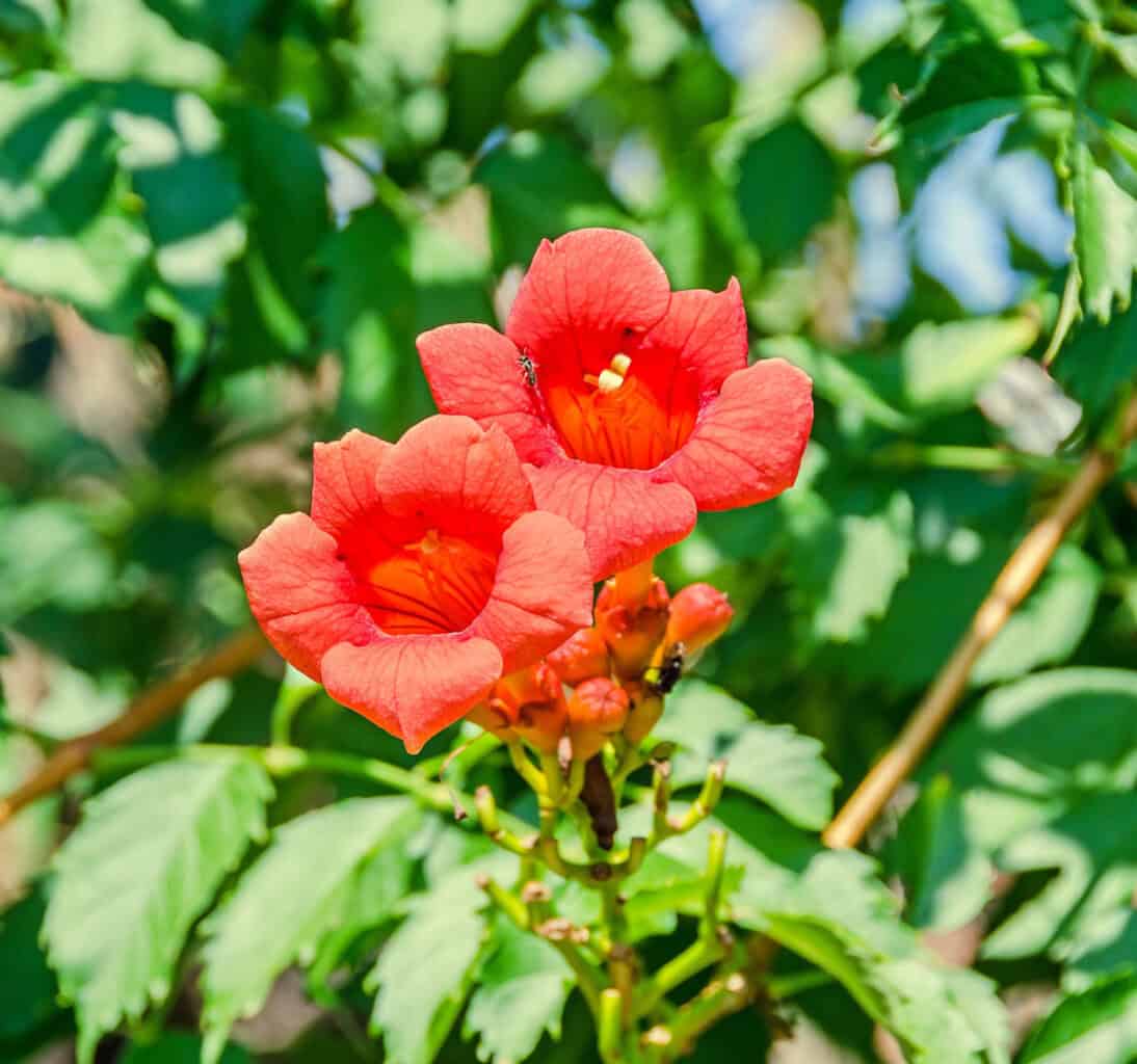 Trumpet Vine
