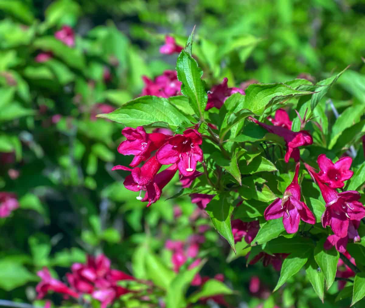 Weigela