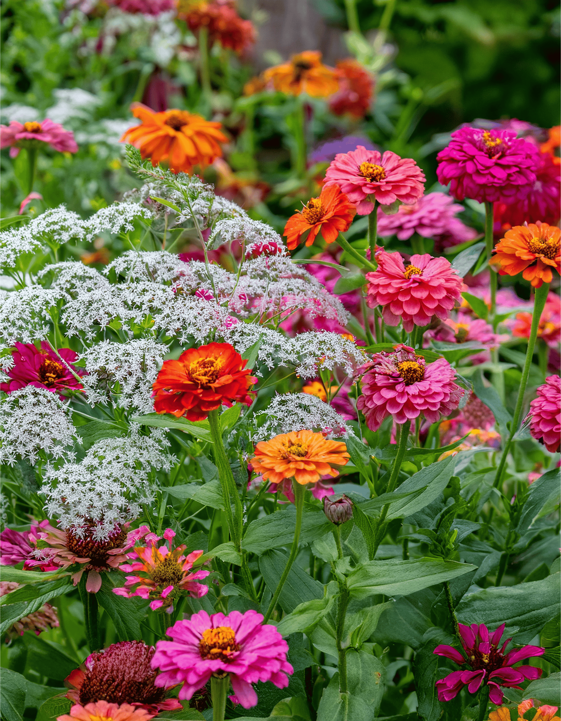 Zinnias and yarrow