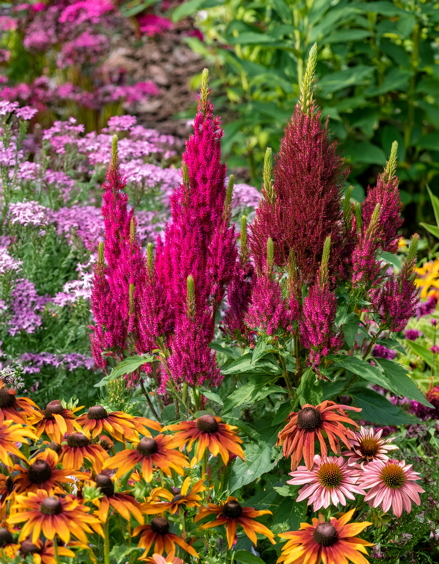 amaranth flowers and bronze rudbeckia flowers