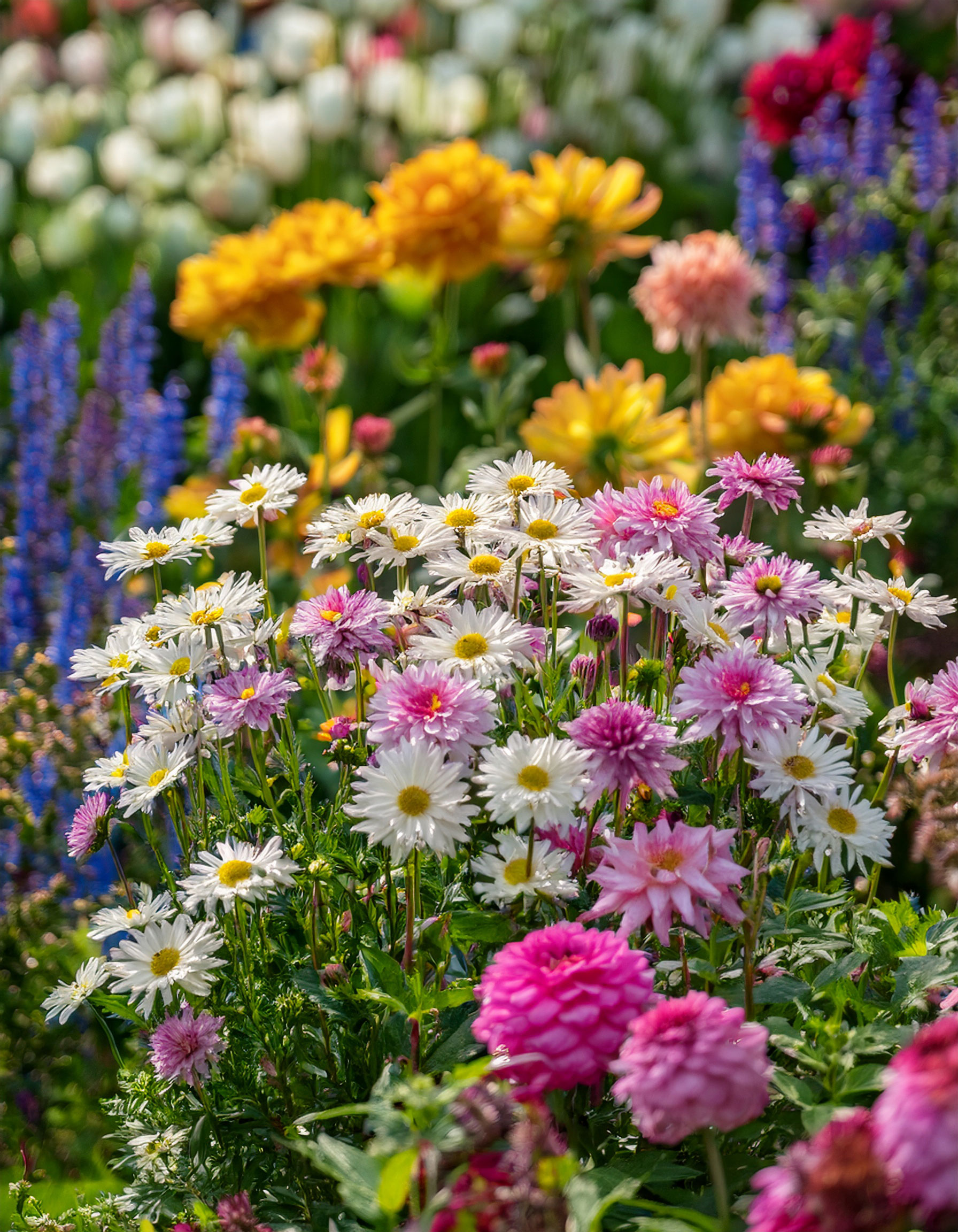 feverfew flowers and dahlia flowers