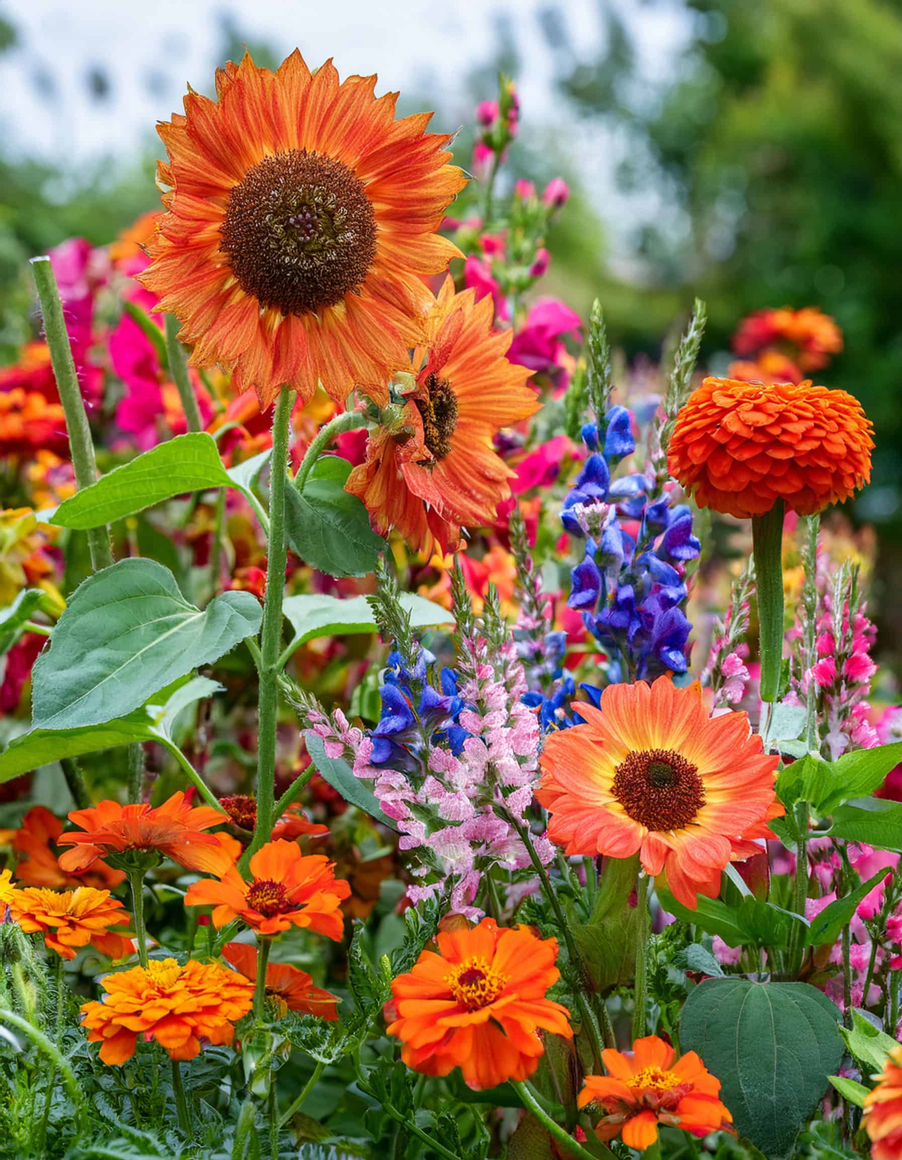sunflowers sweet pea flowers and zinnia flowers