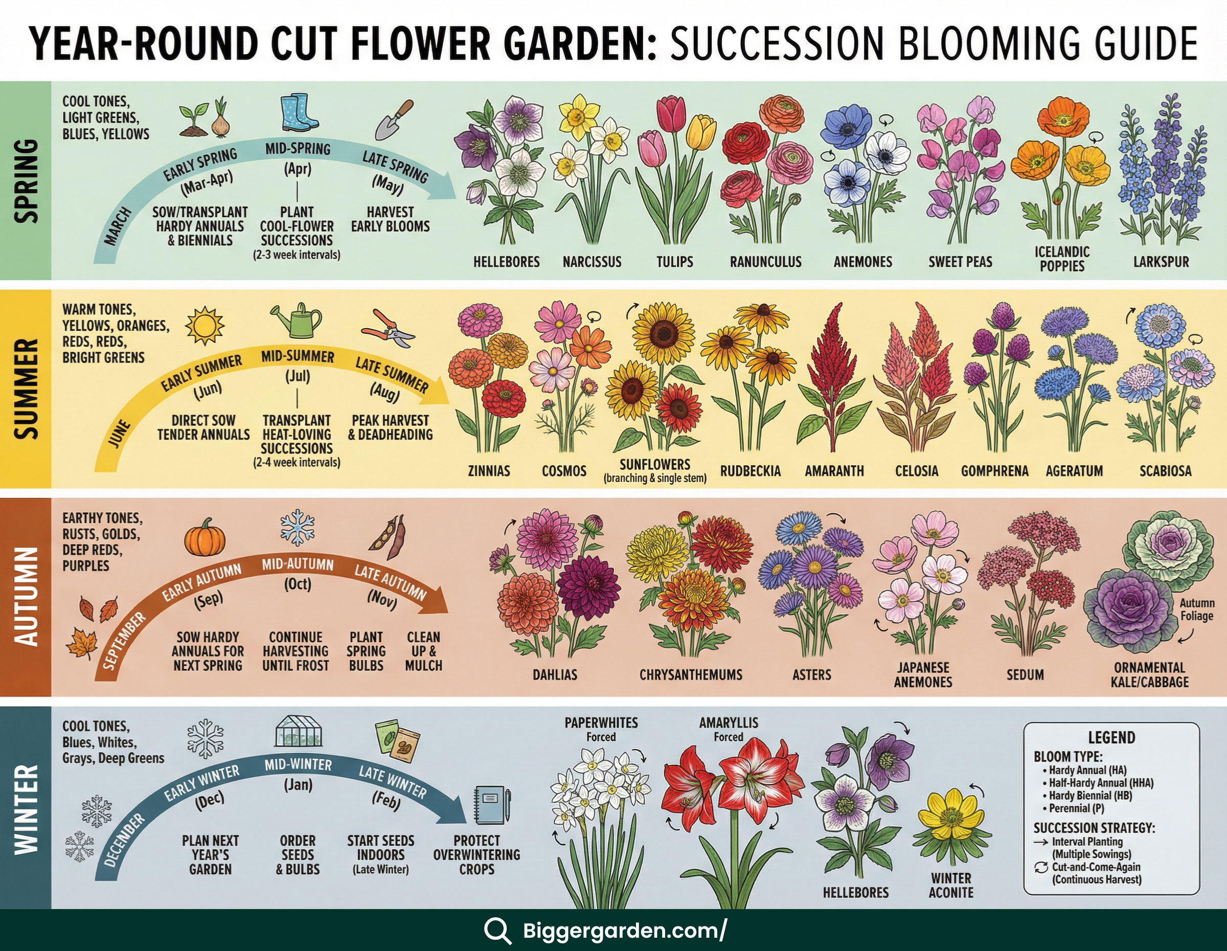 year round cuut flower infographic