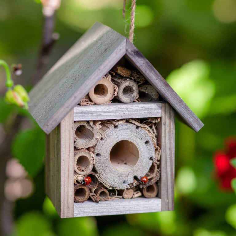 11 Plants That Attract Ladybugs to Your Garden Naturally