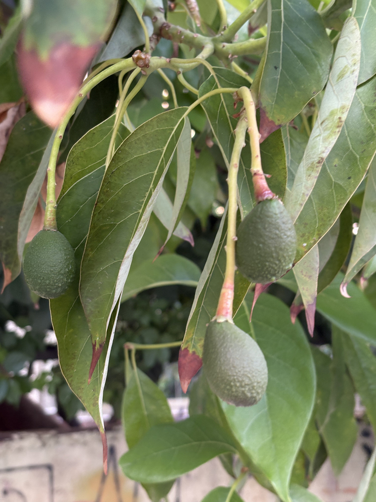 Avocado growing fruit