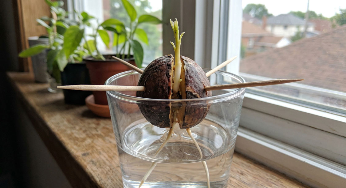 Avocado seed growing roots indoors