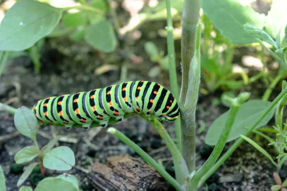 Catipillar