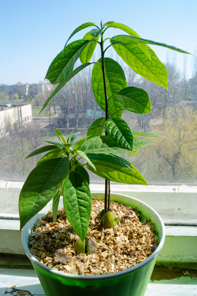 Depositphotos 364603542 S