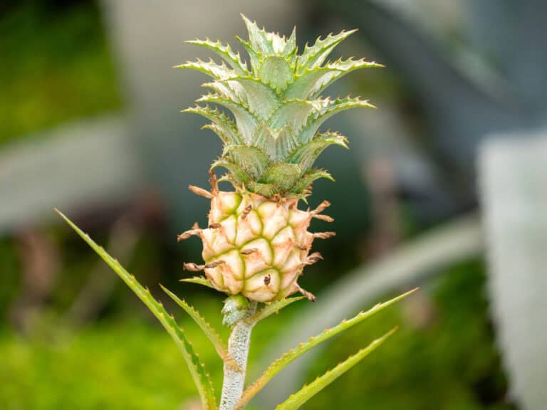 How to Grow Pineapple Indoors from a Store-Bought Top (Kitchen Scrap Method)