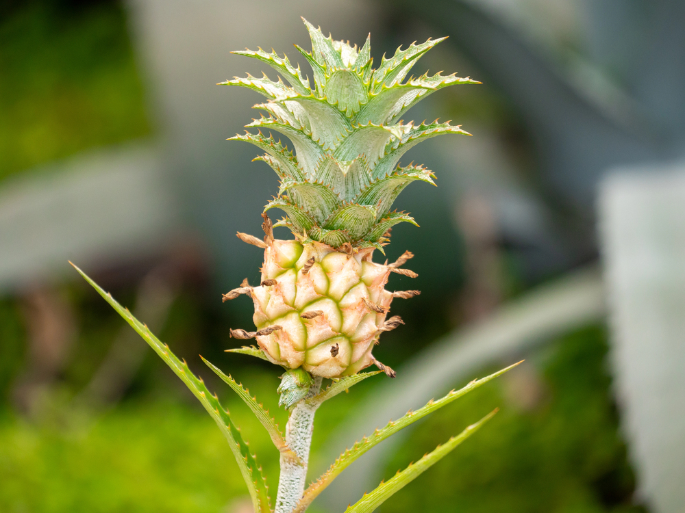How to Grow Pineapple Indoors from a Store-Bought Top (Kitchen Scrap Method) How to Grow Pineapple Indoors from a Store-Bought Top (Kitchen Scrap Method)