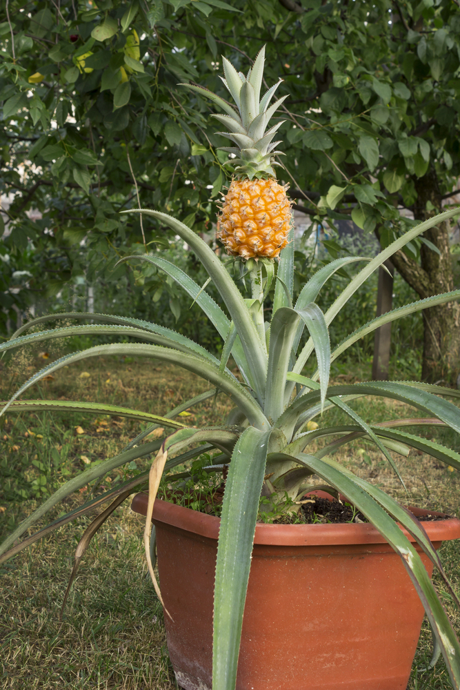 Depositphotos 491307374 S