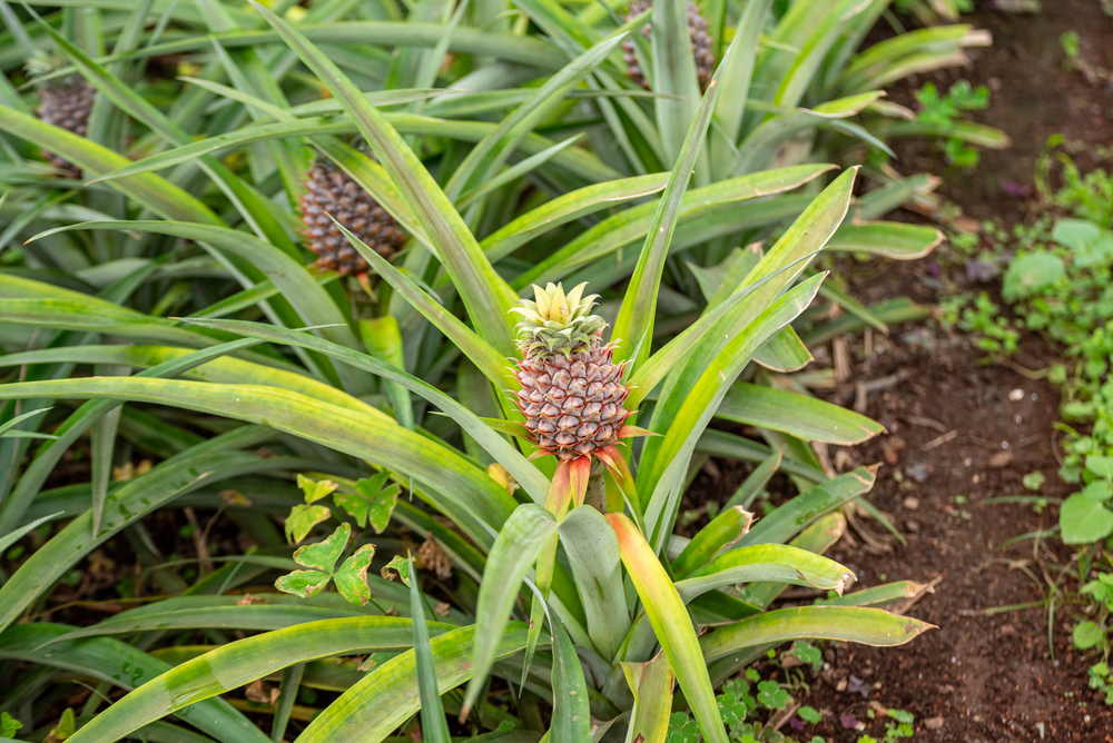 Depositphotos 800415530 S