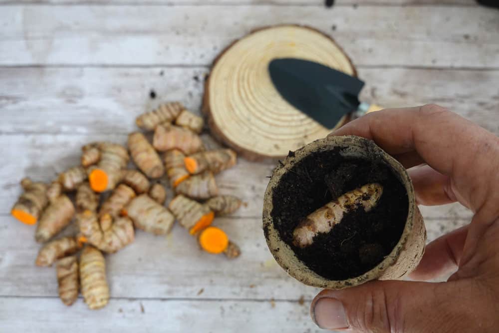 Fresh turmeric from the store