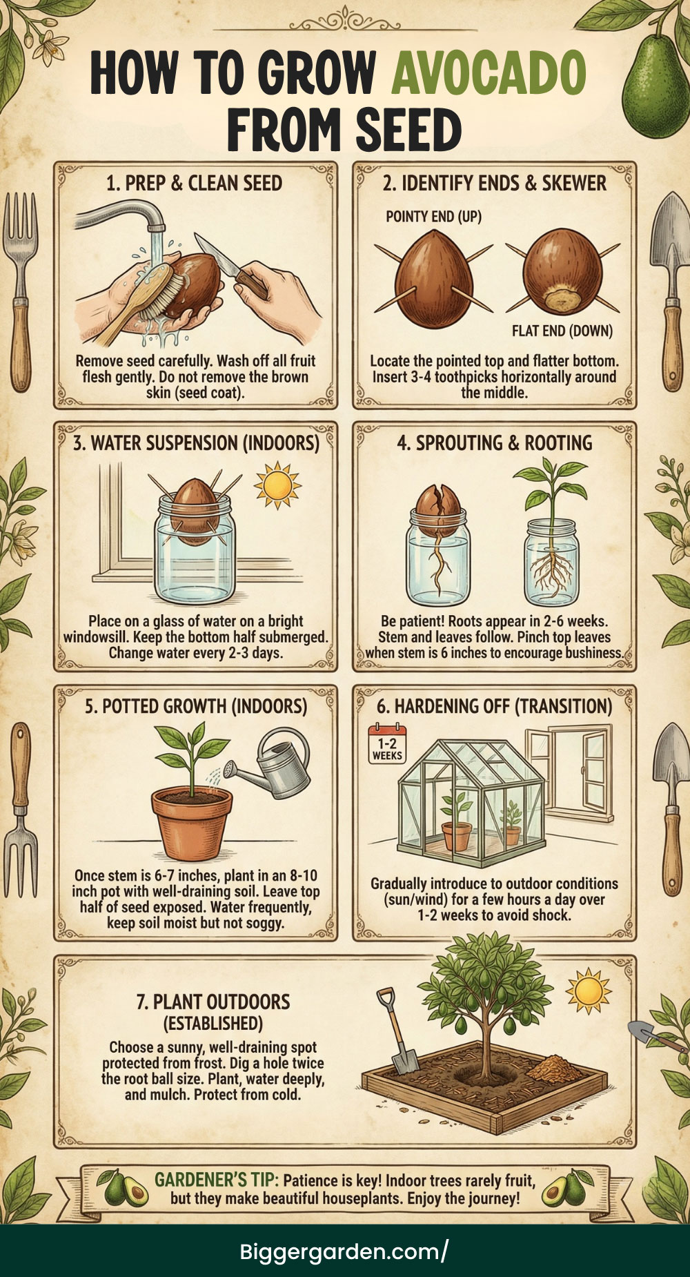 Grow Avocado infographic