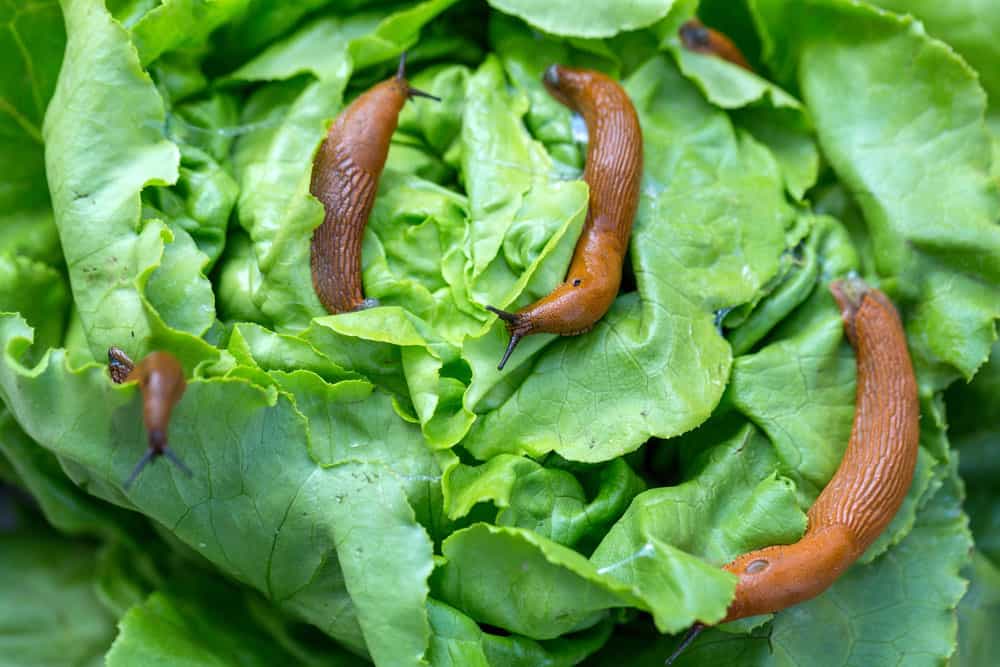 Slugs eating lettuce