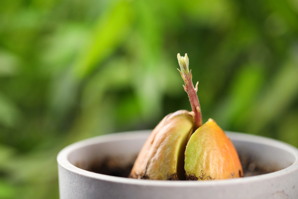 Sprouting avocado seed