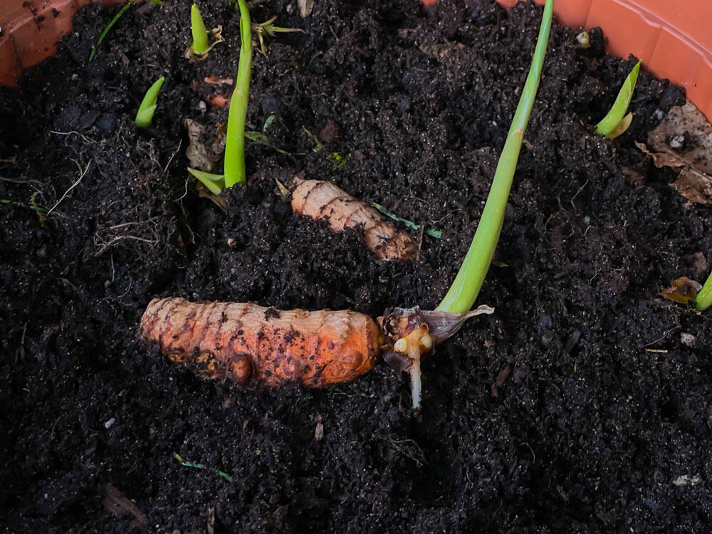 Turmeric rooting