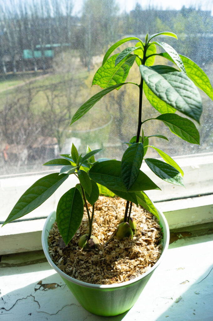 avocado growing from seed