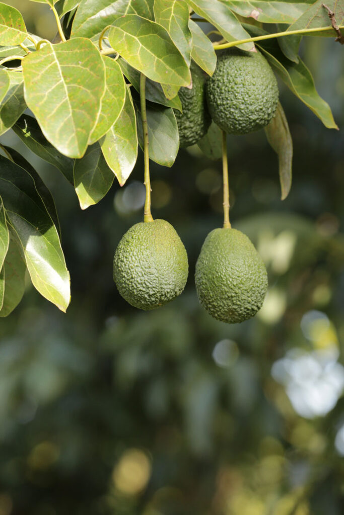avocado tree growing fruit
