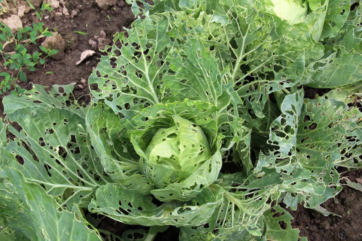 cabbage distroyed by garden pests