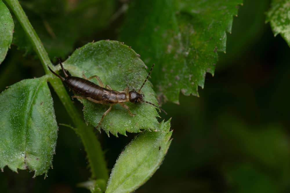 earwig eating plants
