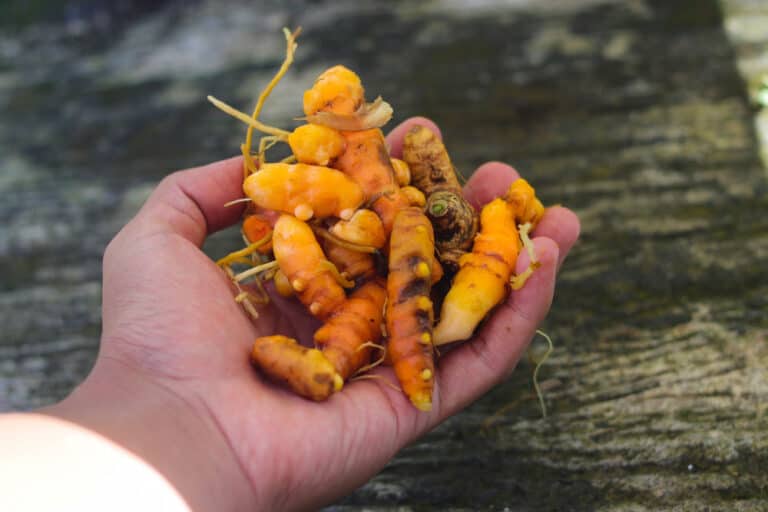 7 Steps to Grow Turmeric at Home from the Supermarket