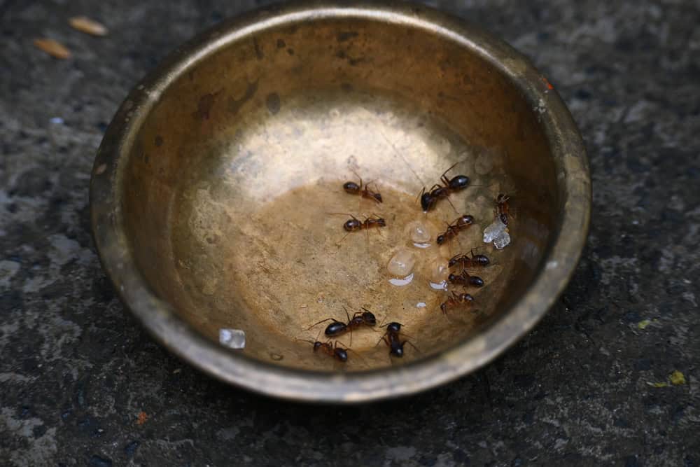 Ants in a bowl