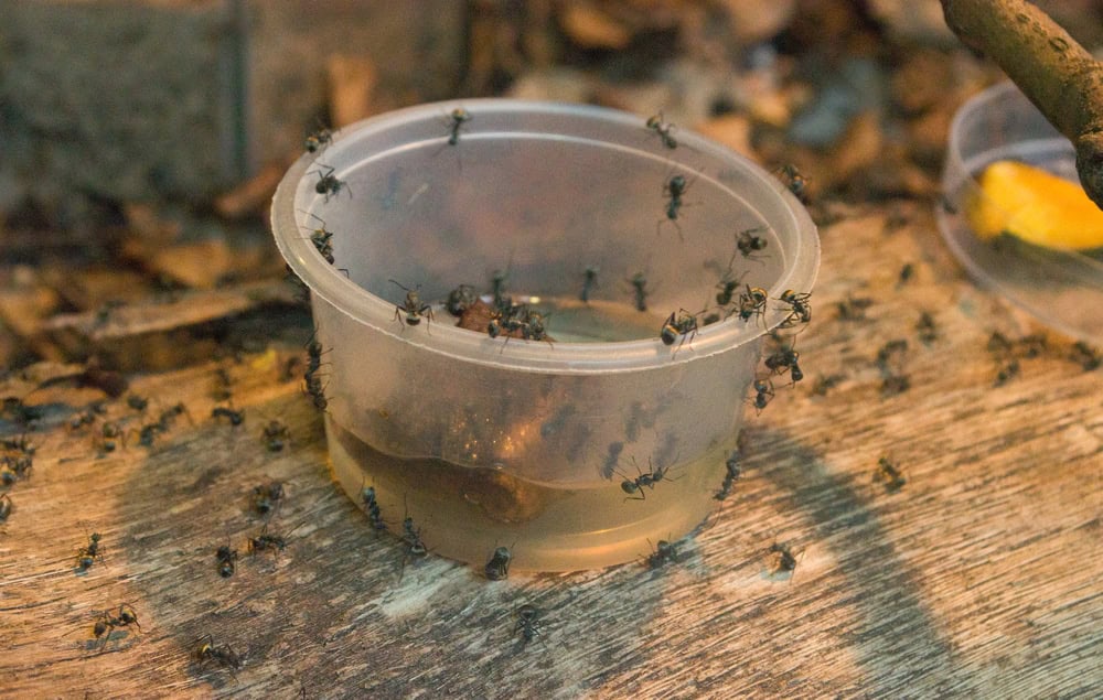 Ants on a cup