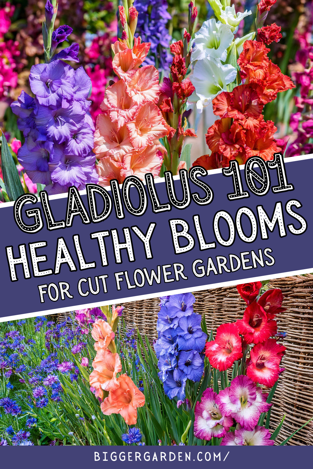 Gladiolus