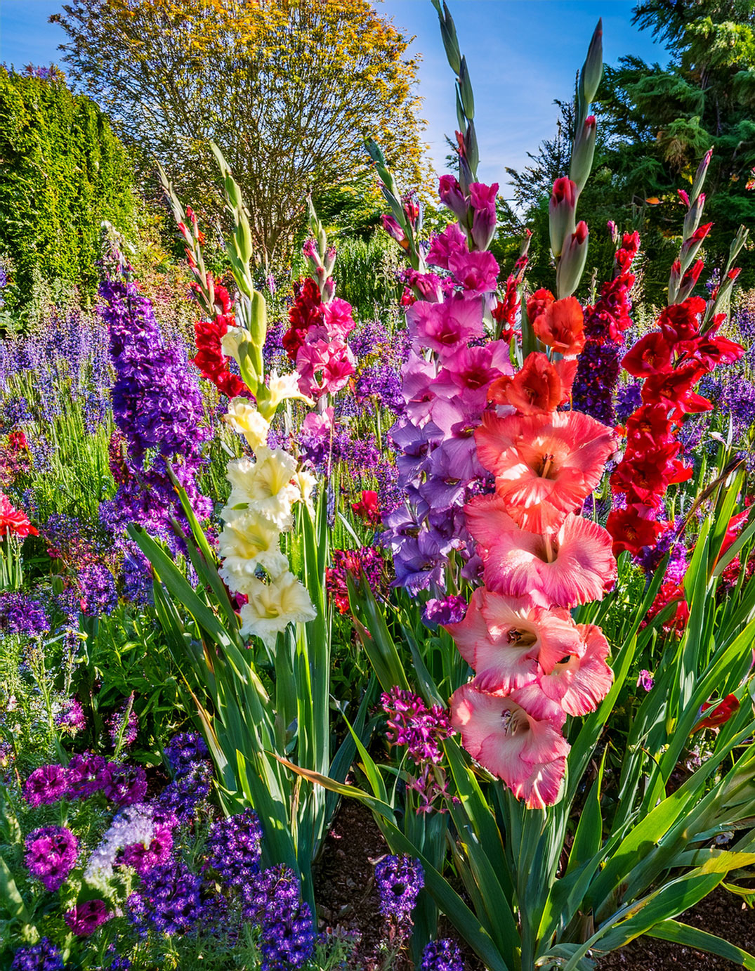 Gladiolus and salvia flowers