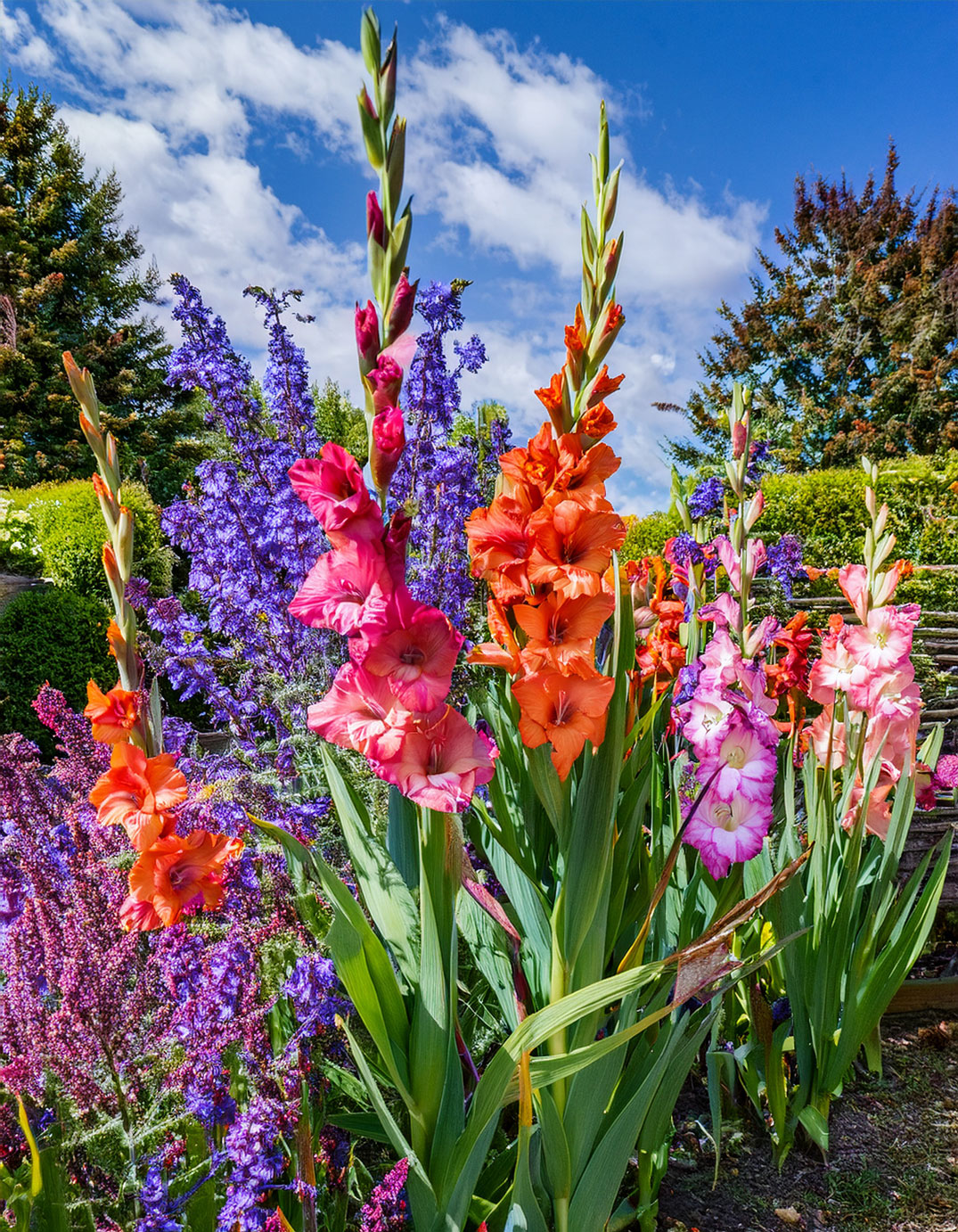Gladiolus and snapdragons