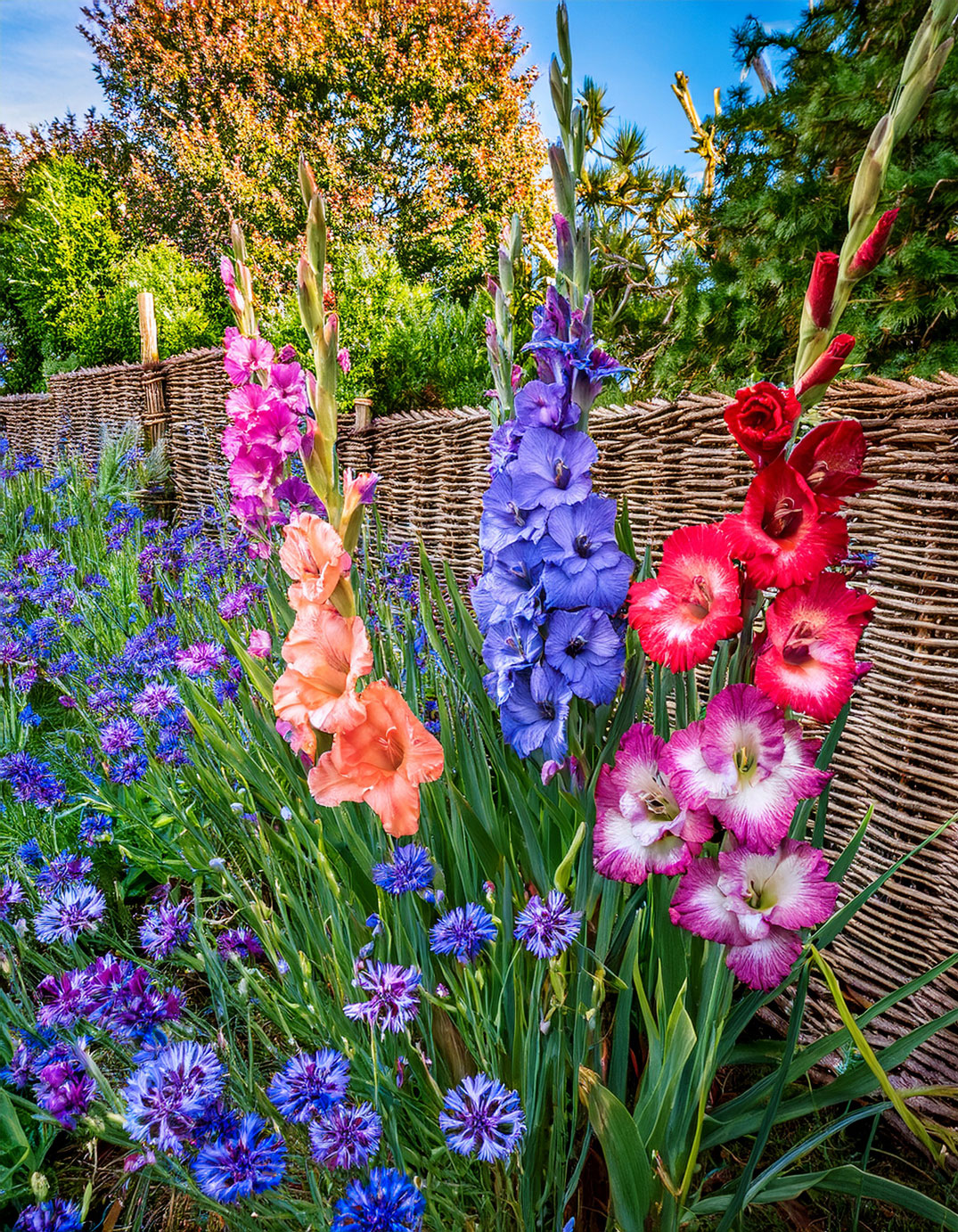 Gladiolus and willow fence