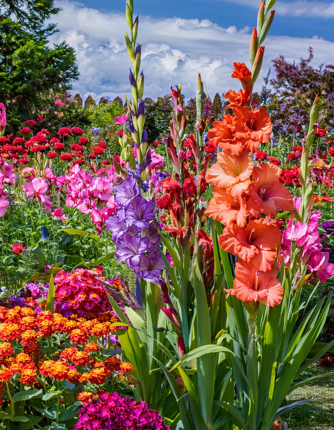 Gladiolus and zinnia flowers