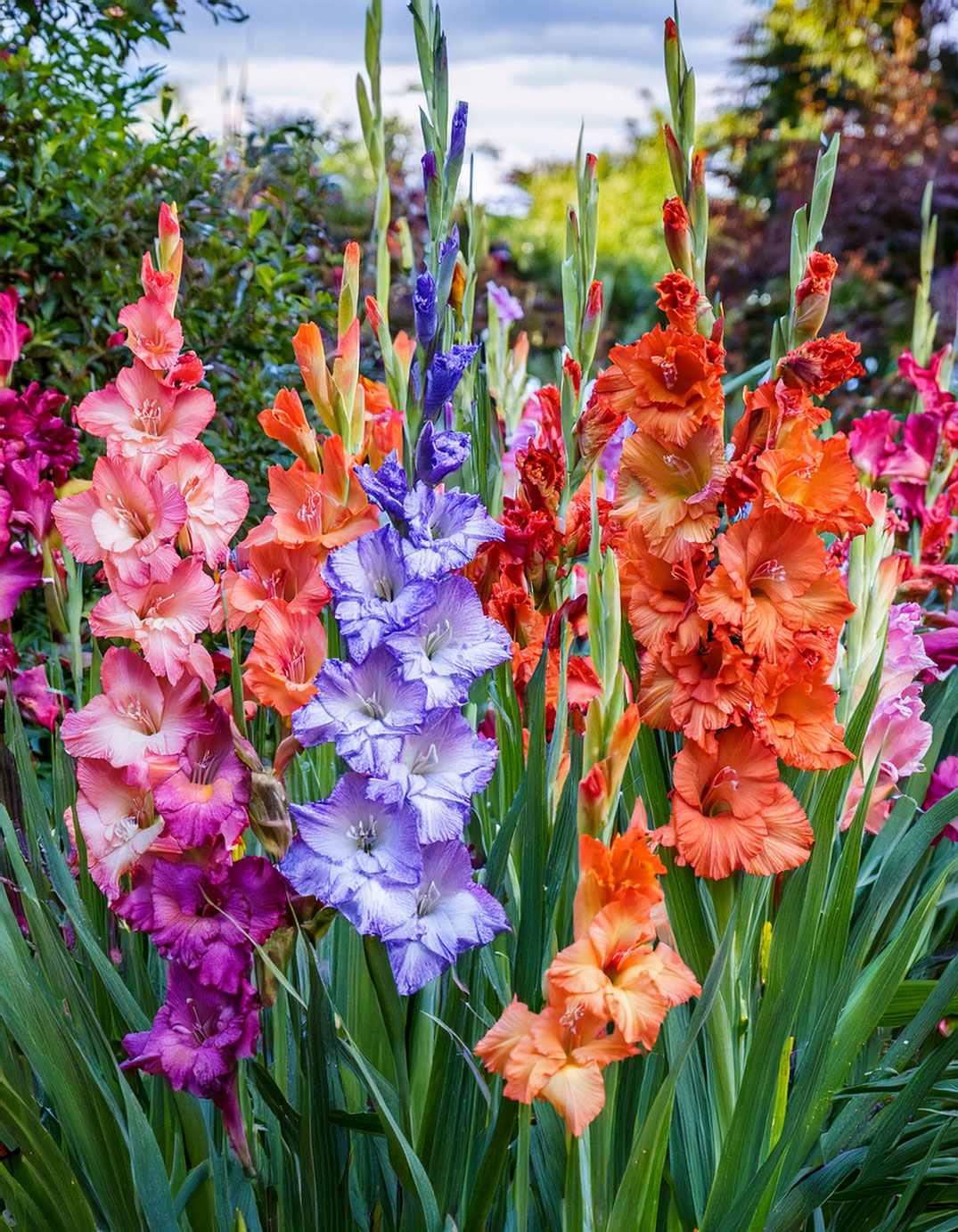Gladiolus assorted colors