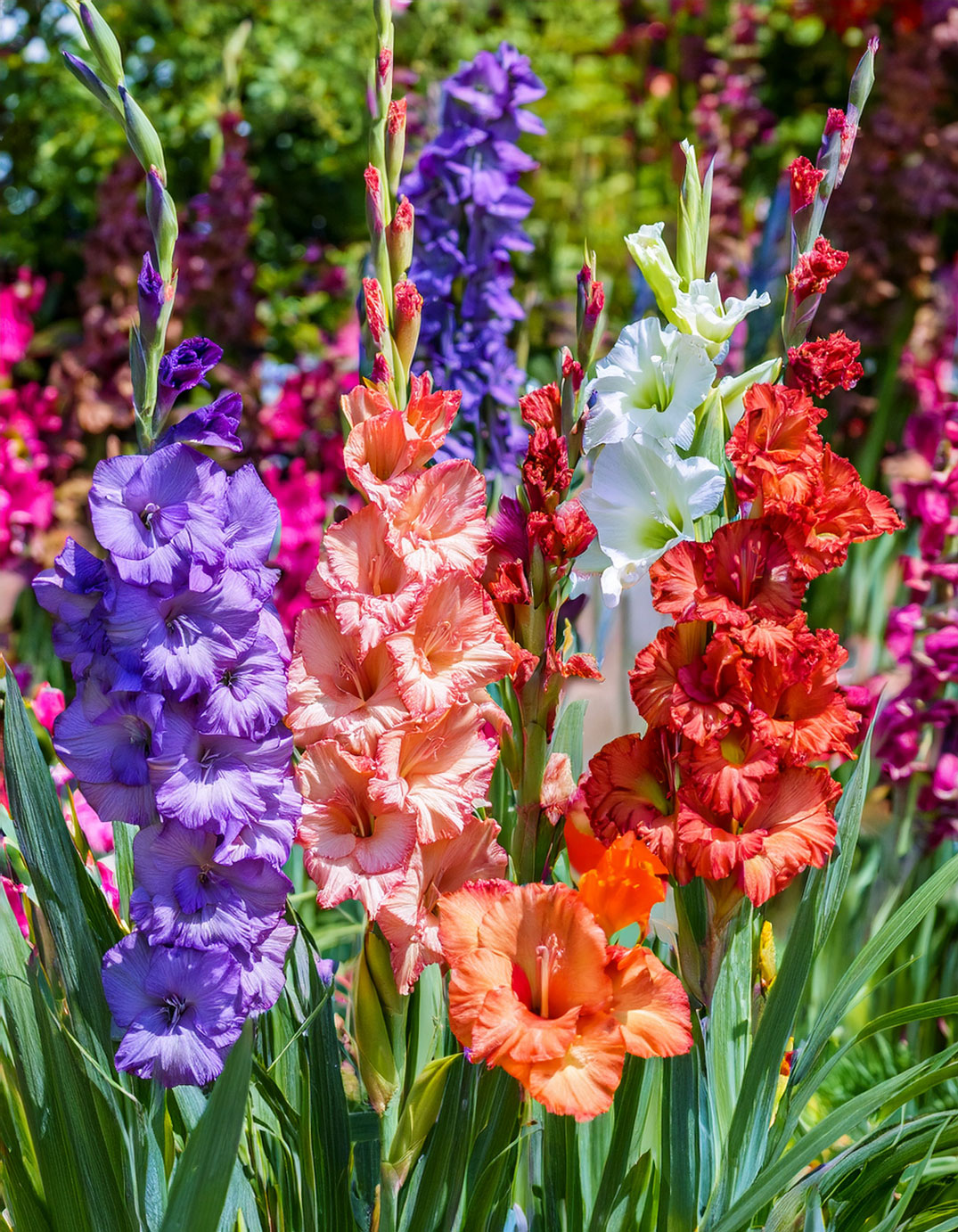 Gladiolus close up with snapdragons